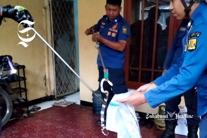 Ular berbisa masuki rumah Kasek SMAN 5 Sukabumi - Istimewa