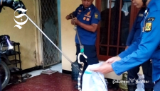 Ular berbisa masuki rumah Kasek SMAN 5 Sukabumi - Istimewa