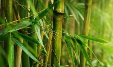 Petani Sukabumi wajib tahu, bambu asal Indonesia mengandung harta karun diincar AS dan India