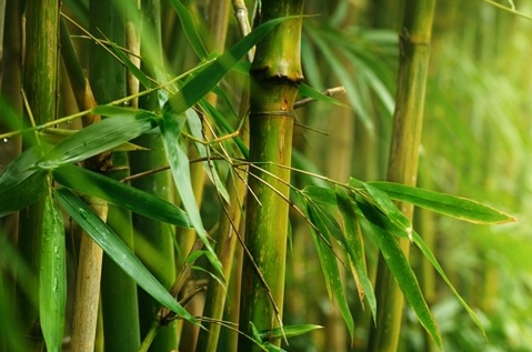 Ilustrasi pohon bambu - Istimewa