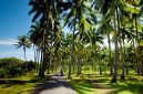 Perkebunan kelapa - Istimewa