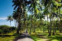 Perkebunan kelapa - Istimewa