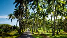 Perkebunan kelapa - Istimewa