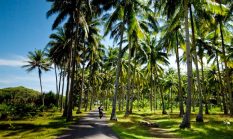 10 kecamatan dengan kebun kelapa terluas di Sukabumi, peluang ekspor ke China untuk coconut milk