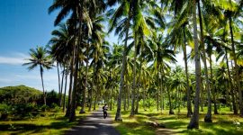 Perkebunan kelapa - Istimewa