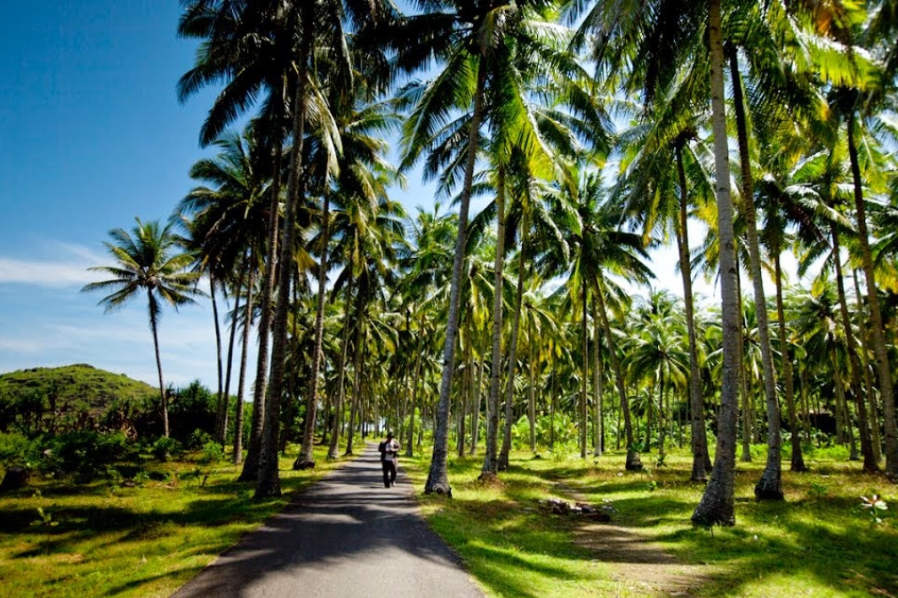 Dari karet, teh, kelapa, pala hingga lada, ini luas lahan dan volume hasil perkebunan di Sukabumi 1 Kebun kelapa
