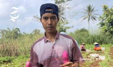 Petani Cidadap Sukabumi keluhkan harga pupuk subsidi dijual lebih mahal