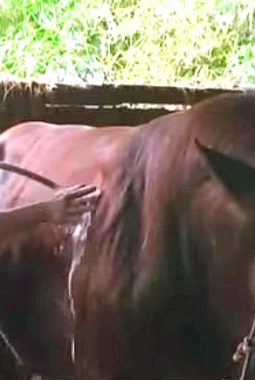 Intip ritual khusus sapi kurban milik Prabowo Subianto seharga Rp110 juta di Sukabumi