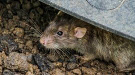 Tikus pemicu virus hanta - Ist