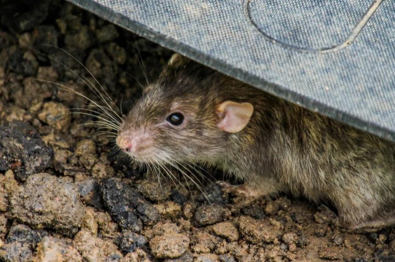 Tikus pemicu virus hanta - Ist