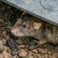 Tikus pemicu virus hanta - Ist