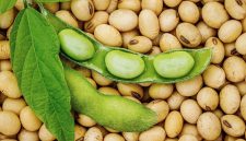 Kacang kedelai - Ist