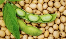 Digempur impor, hanya 4 kecamatan ini di Kabupaten Sukabumi penghasil kacang kedelai