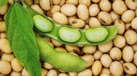 Kacang kedelai - Ist