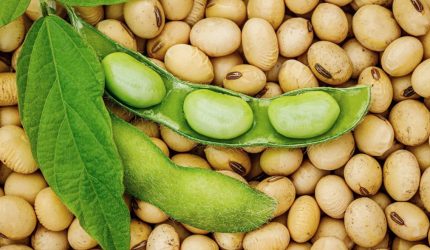 Kacang kedelai