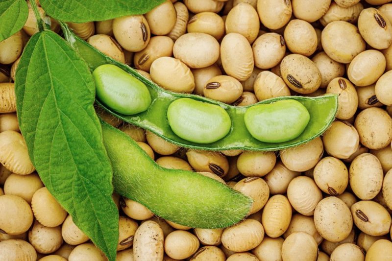 Kacang kedelai - Ist