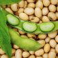 Kacang kedelai - Ist