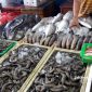 Penjual ikan di TPI Pelabuhanratu, Sukabumi - Ist