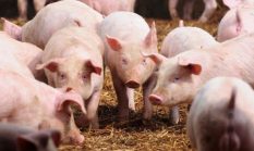 Dari kelinci, ayam, itik, sapi hingga babi, menghitung jumlah ternak di Sukabumi