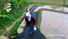 Salah seorang pelajar di Kabupaten Sukabumi pulang sekolah melewati sawah - sukabumiheadline.com