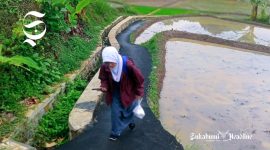 Salah seorang pelajar di Kabupaten Sukabumi pulang sekolah melewati sawah - sukabumiheadline.com