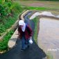Salah seorang pelajar di Kabupaten Sukabumi pulang sekolah melewati sawah - sukabumiheadline.com
