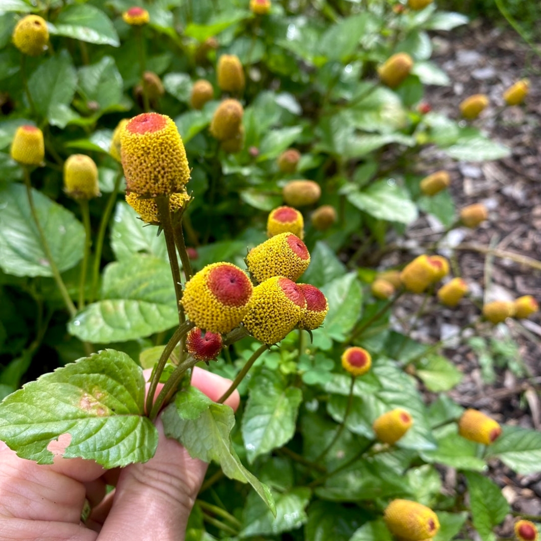 Permintaan tinggi dari Jepang, petani Sukabumi ramai-ramai tanam spilanthes acmella 1 spilanthes acmella