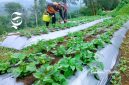 Tanaman spilanthes acmella milik petani Sukabumi - Muhammad Ali Almaliki