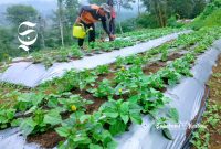 Tanaman spilanthes acmella milik petani Sukabumi - Muhammad Ali Almaliki