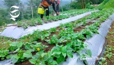Tanaman spilanthes acmella milik petani Sukabumi - Muhammad Ali Almaliki