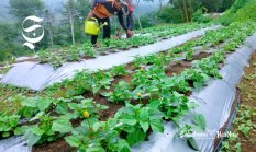 Permintaan tinggi dari Jepang, petani Sukabumi ramai-ramai tanam spilanthes acmella