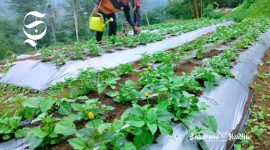 Tanaman spilanthes acmella milik petani Sukabumi - Muhammad Ali Almaliki