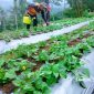 Tanaman spilanthes acmella milik petani Sukabumi - Muhammad Ali Almaliki