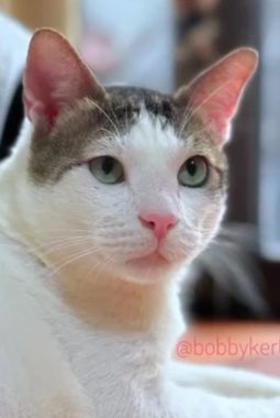 Bobby Kertanegara milik Prabowo, ini nama yang indah kucing peliharaan Rasulullah SAW