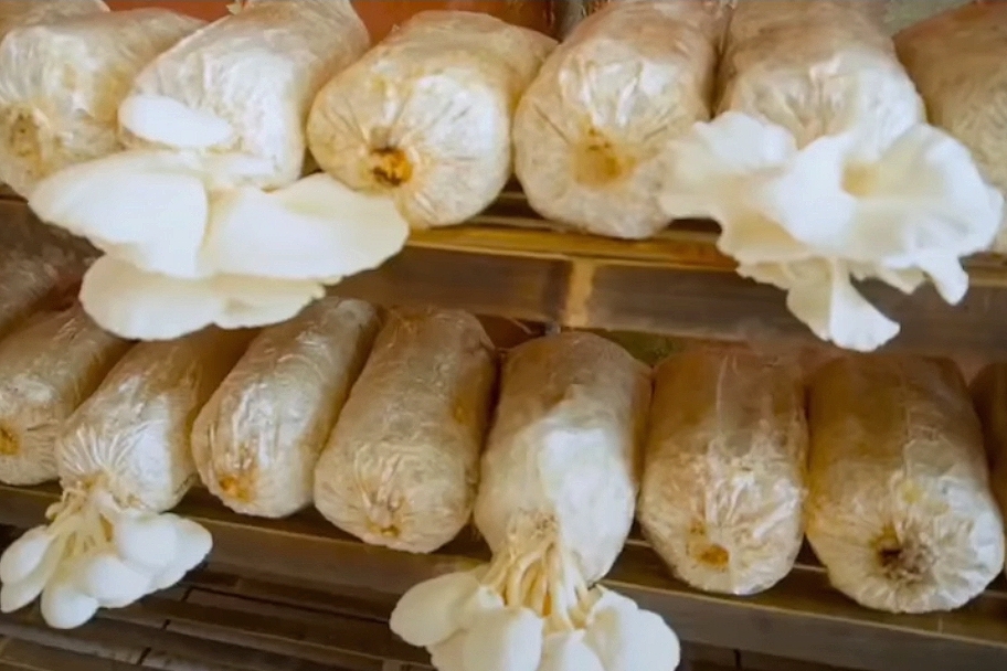 Budidaya jamur tiram SDN 3 Surade Sukabumi