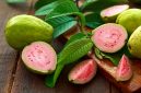Jambu biji - Ist