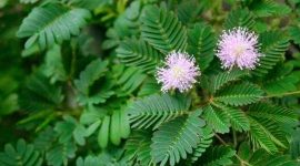 Rumput putri malu - Ist