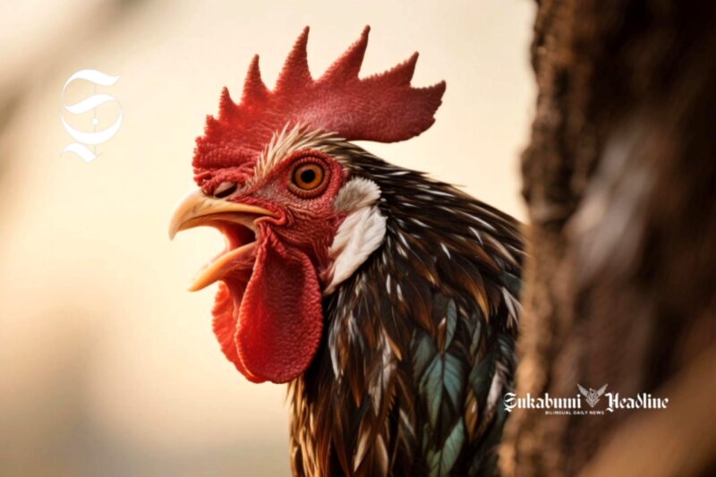 Ayam pejantan - sukabumiheadline.com