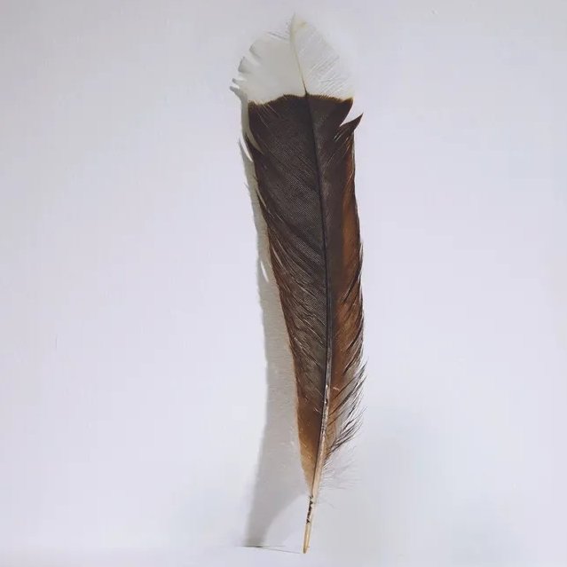 5 penemuan termahal di dunia, ternyata ada bulu burung 1 Bulu Burung Huia