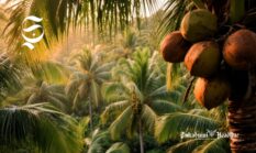 Potensi hilirisasi kelapa RI Rp4.800 triliun, dari Sukabumi berapa?