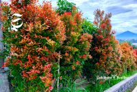 Manfaat pucuk merah cegah penyakit dan kesehatan, tak sekadar penghias taman - sukabumiheadline.com