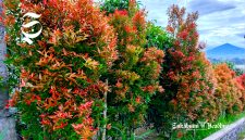 Manfaat pucuk merah cegah penyakit dan kesehatan, tak sekadar penghias taman - sukabumiheadline.com