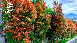 Manfaat pucuk merah cegah penyakit dan kesehatan, tak sekadar penghias taman - sukabumiheadline.com