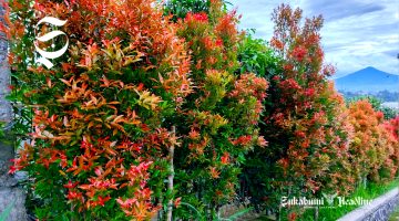 Manfaat pucuk merah cegah penyakit dan kesehatan, tak sekadar penghias taman - sukabumiheadline.com