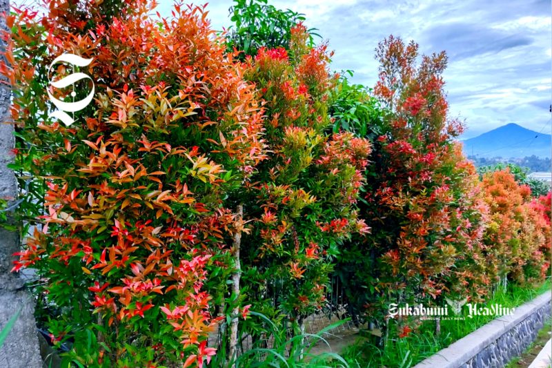 Manfaat pucuk merah cegah penyakit dan kesehatan, tak sekadar penghias taman - sukabumiheadline.com
