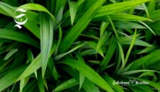 Daun pandan - sukabumiheadline.com
