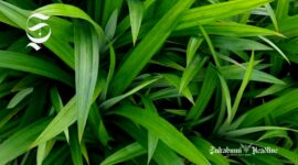 Daun pandan - sukabumiheadline.com