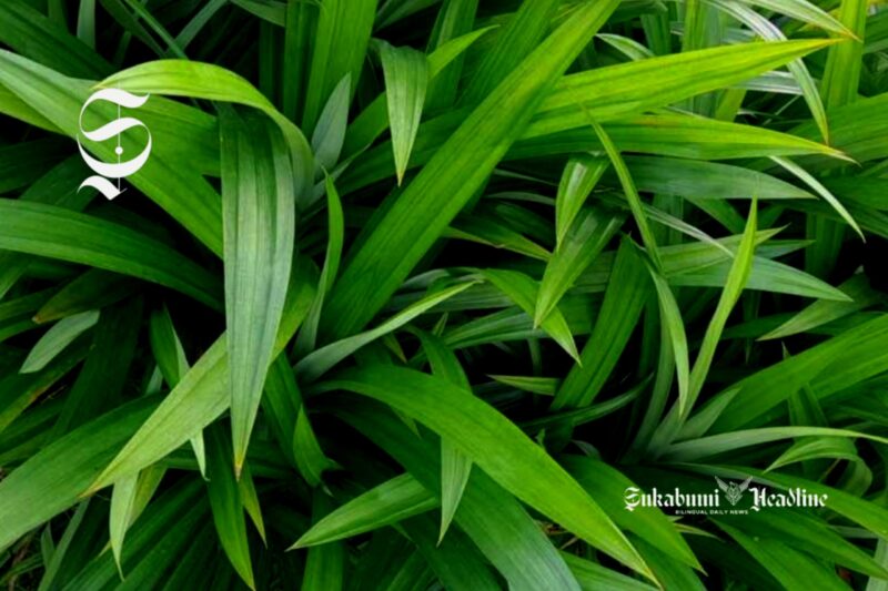 Daun pandan - sukabumiheadline.com