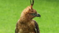 Elang Jawa - Kemenhut RI