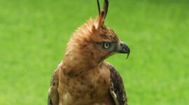 Elang Jawa - Kemenhut RI